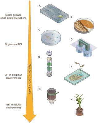 Fabricated devices for performing bacterial-fungal interaction experiments across scales